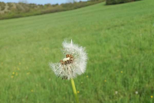 Alexandra von Aschoff Coaching und Supervision Kampfkunst ZRM in Zierenberg
